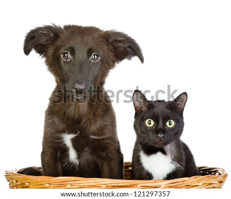 cat and dog looking at camera. isolated on white background