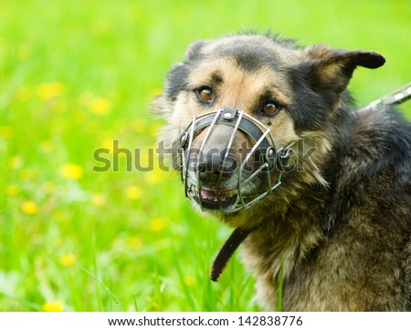 mixed breed dog  wearing a muzzle