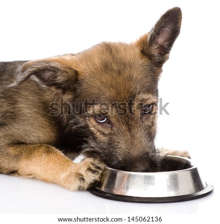Similar – Image, Stock Photo Obedient mongrel dog muzzle on blurred park background