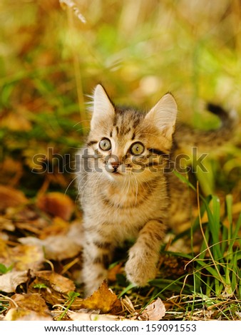 little kitty in the autumn grass