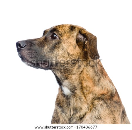 Similar – Image, Stock Photo Obedient mongrel dog muzzle on blurred park background