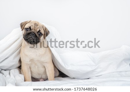 Pug puppy sits under warm blanket on the bed at home. Empty space for text Photo stock © 