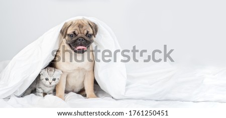 Pug puppy sits with baby kitten under a warm blanket on a bed at home. Empty space for text Photo stock © 