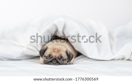 Sad Pug puppy lies under warm blanket on the bed at home. Empty space for text Photo stock © 