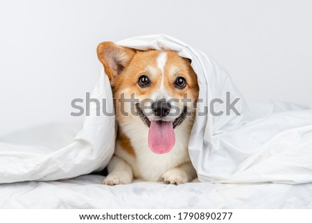 Similar – Image, Stock Photo Adult tired dog lying on sofa at home