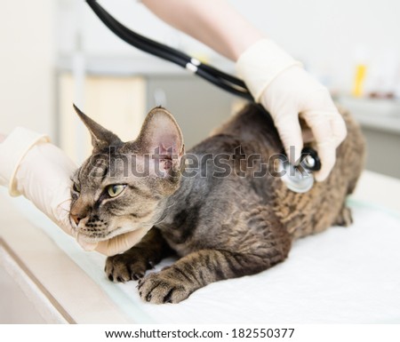 Veterinarian hand examining a devon rex cat with stethoscope