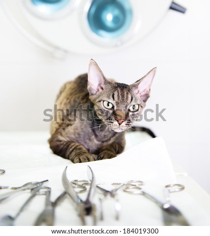 Devon rex cat in veterinary clinic near medical tool