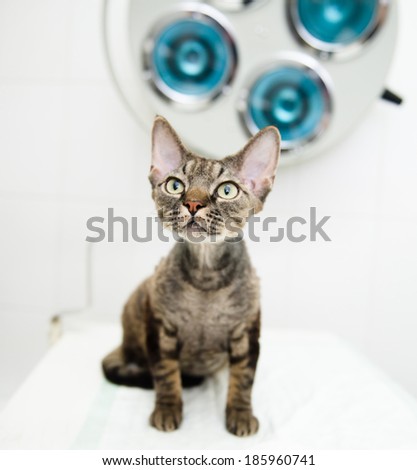 Devon rex cat in veterinary clinic