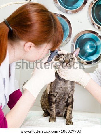 female professional vet doctor examining pet cat eyes