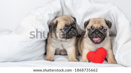 Two Pug puppies sit together under white blanket on a bed at home with red heart. Valentines day concept. Empty space for text Photo stock © 