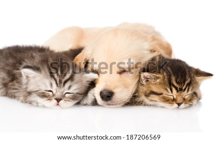 golden retriever puppy dog sleep with two british kittens. isolated on white background