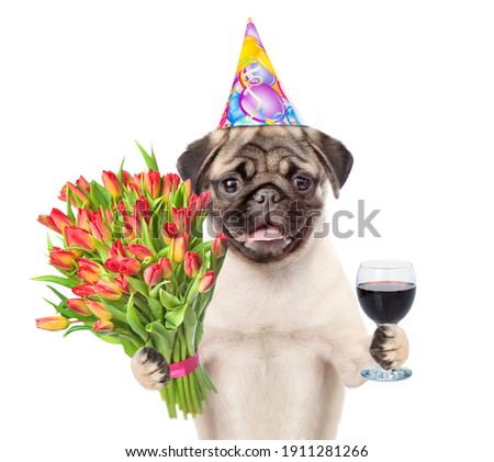Pug puppy wearing party cap holds a bouquet of tulips and glass of red wine. isolated on white background Photo stock © 