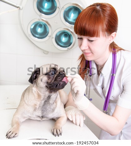 Female vet giving a pill to a obedient dog.