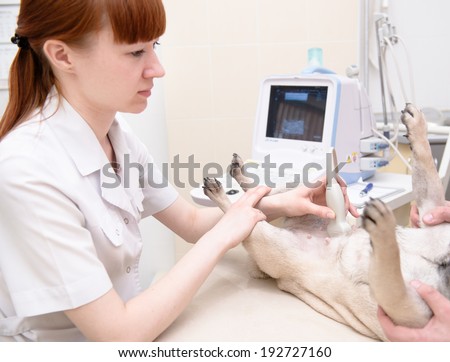 dog having ultrasound scan in vet office