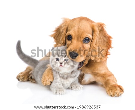 Similar – Image, Stock Photo portrait of cute puppy cocker spaniel dog outdoors