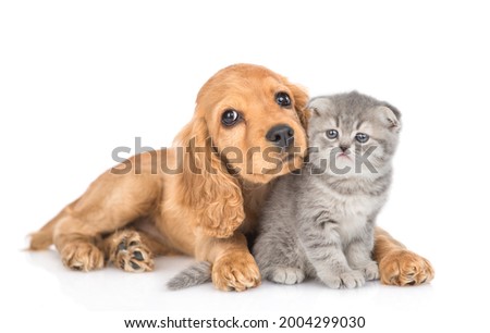 Similar – Image, Stock Photo portrait of cute puppy cocker spaniel dog outdoors