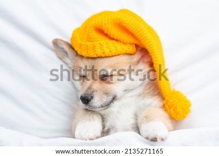 Similar – Image, Stock Photo winter sleep cap Animal