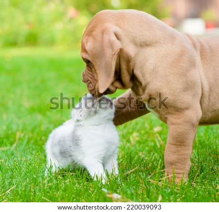 Bordeaux puppy dog kisses kitten
