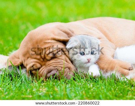 Sleeping Bordeaux puppy dog hugs newborn kitten on green grass