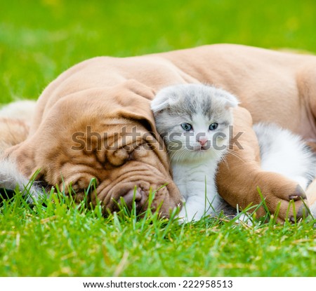 Closeup sleeping Bordeaux puppy dog hugs newborn kitten on green grass