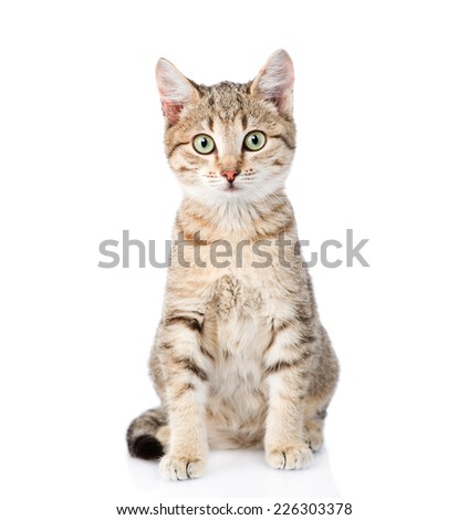 Cat Sitting In Front And Looking At Camera Isolated On White Background Stock Photo