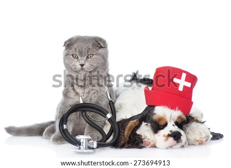 Kitten with stethoscope on his neck and Cocker Spaniel puppy wearing nurses medical hat. isolated on white background