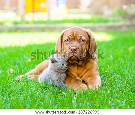 Bordeaux puppy and kitten playing on nature