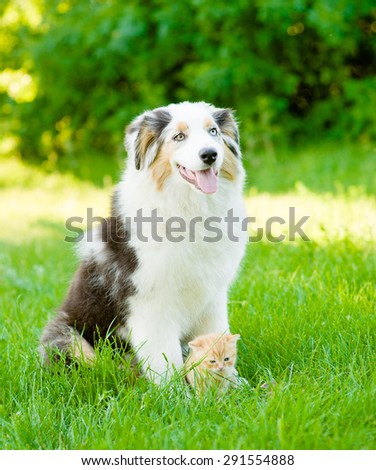 Australian shepherd puppy and tiny kitten sitting together on the green grass
