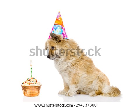 dog with birthday hat and cake. isolated on white background