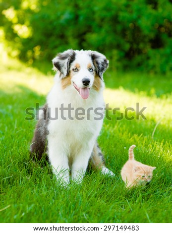 Australian shepherd puppy and tiny kitten on the green grass