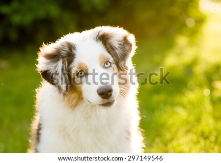 australian shepherd puppy tilts head