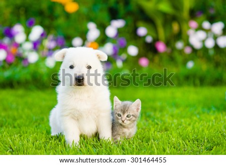 White Swiss Shepherd`s puppy and kitten sitting together on green grass,