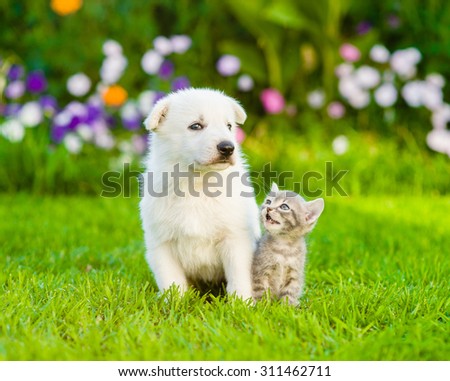 White Swiss Shepherd`s puppy and kitten sitting together on green grass,