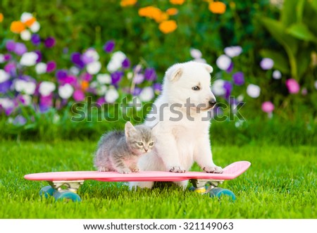 White Swiss Shepherd`s puppy and tabby kitten on skateboard
