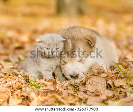 Alaskan malamute puppy sleep with tabby kitten on the autumn foliage in the park