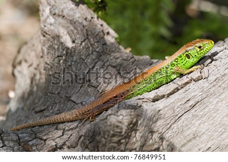 Colorful lizard on the sun in pure nature