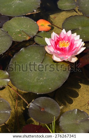 Nymphaea spp or water lily, water plant that develops starry flowers . Native to Africa and Asia.
