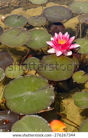 Nymphaea spp or water lily, water plant that develops starry flowers . Native to Africa and Asia.