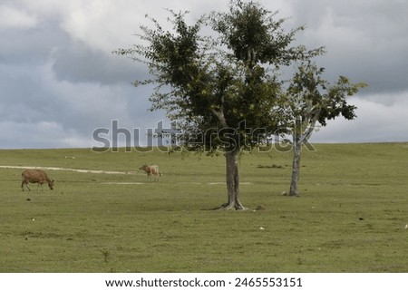 Similar – Foto Bild Weide mit zwei Bäumen vor Berg