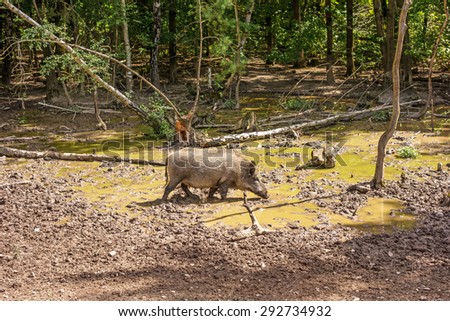 Wild boar in wood walking on dirt