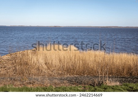 Similar – Image, Stock Photo waving reed