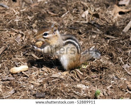 Little chipmunk eating peanut - blending with the background.