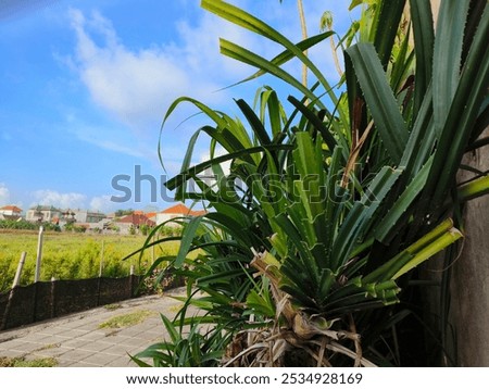 Similar – Image, Stock Photo Thorny tree in full bloom in early spring and easter backlighting