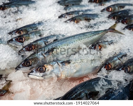 Similar – Image, Stock Photo Fresh fish on ice in wooden crates in front of a shop in Bursa, Turkey