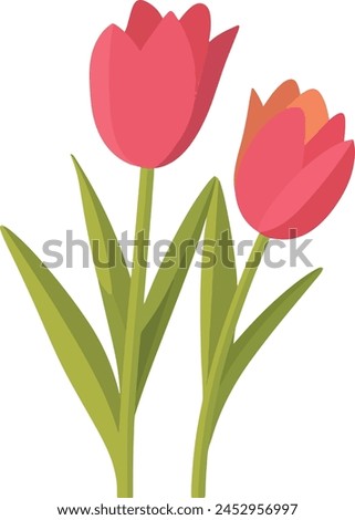 Image, Stock Photo Tulips frame with purple petals at white background. Seasonal springtime flowers