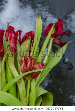 Similar – Image, Stock Photo red tulips against a black background