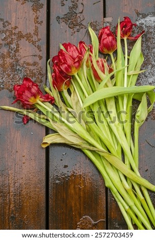 Similar – Image, Stock Photo red tulips against a black background