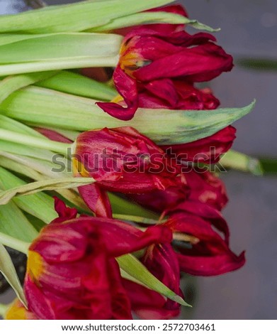 Similar – Image, Stock Photo red tulips against a black background