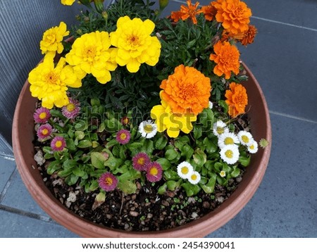 Similar – Foto Bild Mehrfarbige Blumen