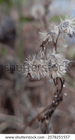 Similar – Image, Stock Photo Macro image: Fine hairs and seeds of a plant